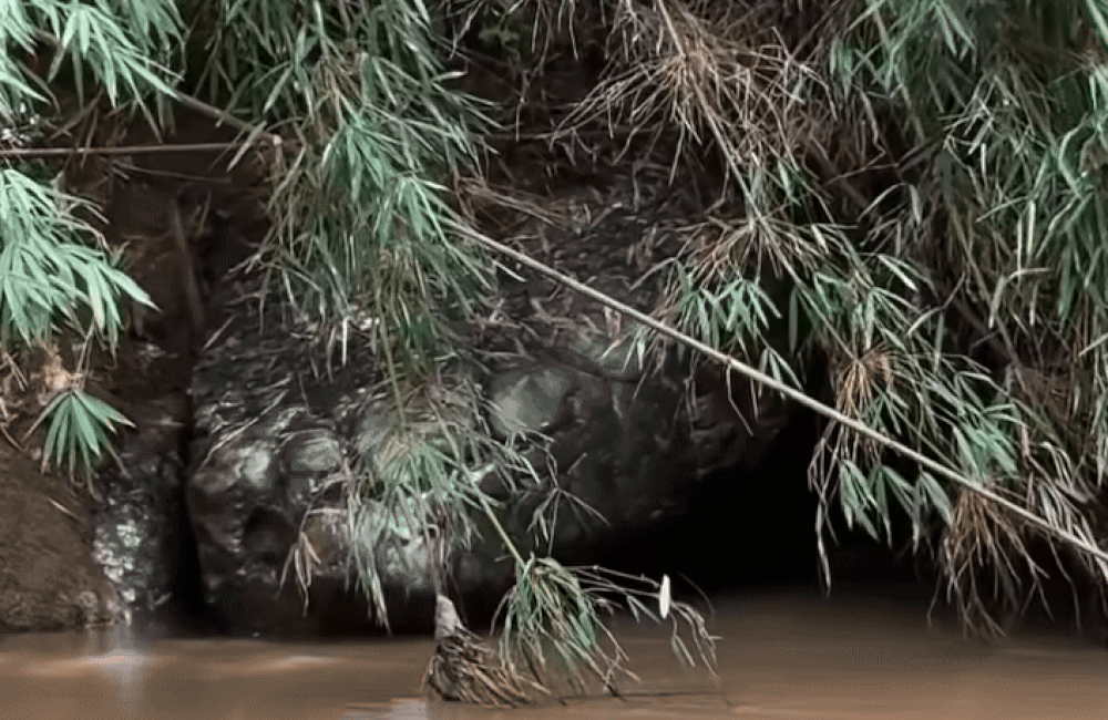 Clip: 'Con rắn' khổng lồ lấp ló bên bờ sông khiến cộng đồng mạng rùng mình Ảnh 2