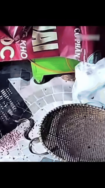 Sau khi bị hất xuống sàn, con rắn cũng nhanh chóng bò đi.