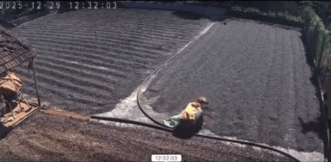 Thanh niên mang bao tải vào sân nhà dân trộm cà phê. Ảnh cắt từ clip