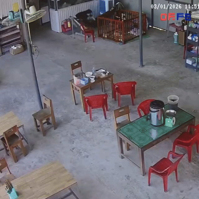 Người mẹ đuổi con rắn đi rồi nhanh tay bế con ra khỏi nơi nguy hiểm.