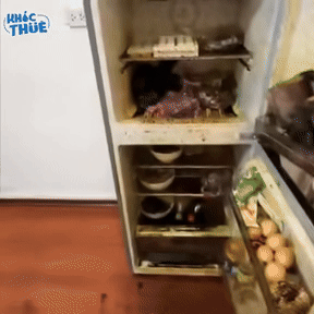 Nữ sinh mở tủ lạnh và phát hiện toàn bộ đồ ăn, thực phẩm đã bị hư hỏng nặng.