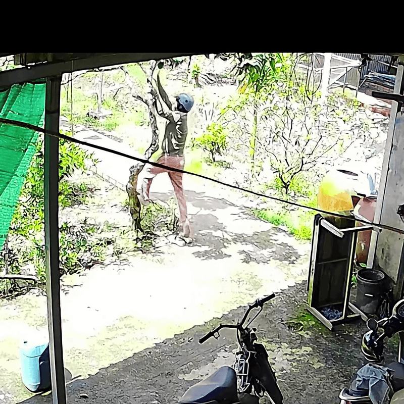 Người phụ nữ vội vàng trèo lên cây, diễn biến tiếp đó không ai đoán được Ảnh 1