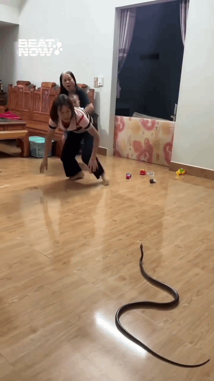Con rắn xuất hiện đột ngột khi cả nhà đang ngồi xem tivi cùng nhau.
