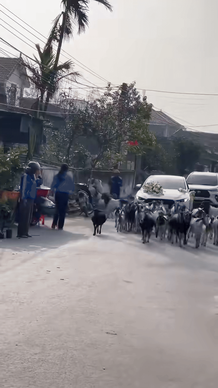 Đoàn xe rước dâu bị 'chặn đường' bởi một đàn dê. Ảnh cắt từ clip