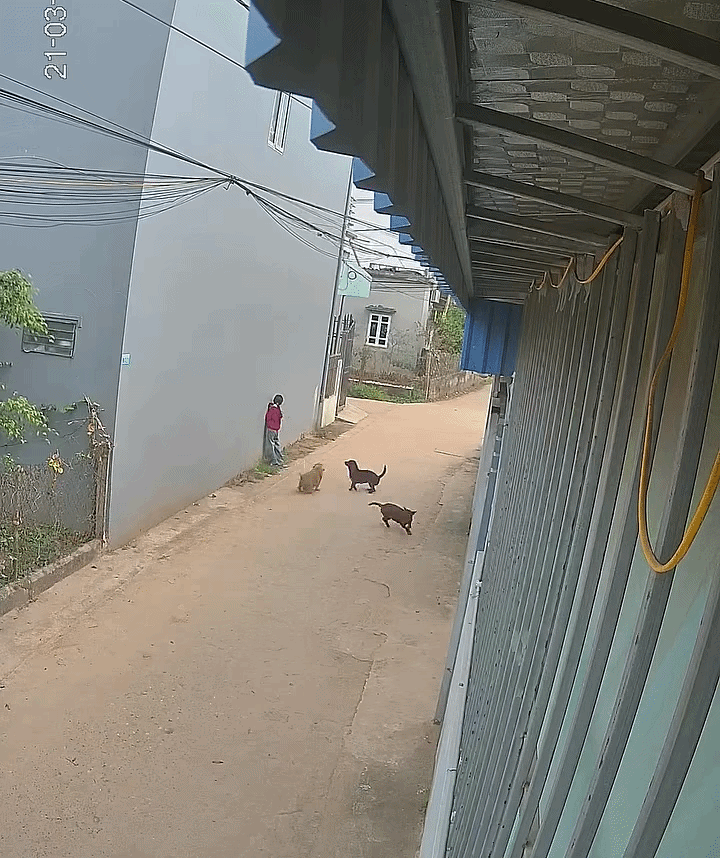 Đàn chó thả rông khiến bé gái vô cùng hoảng loạn. Ảnh cắt từ clip