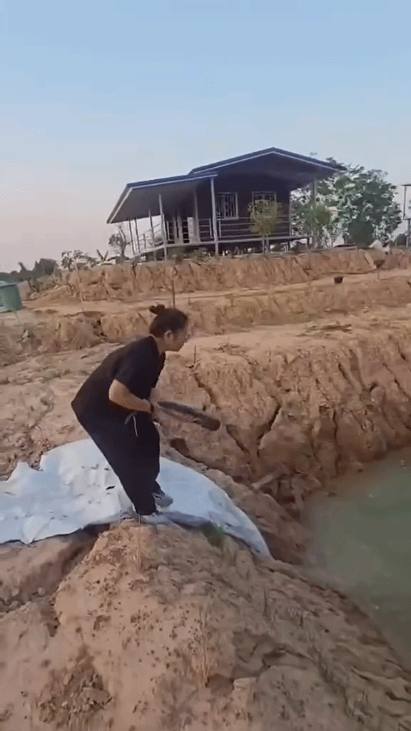 Cô gái lao con cá xuống ao khiến phần đầu con cá dính chặt vào bùn. Ảnh cắt từ clip