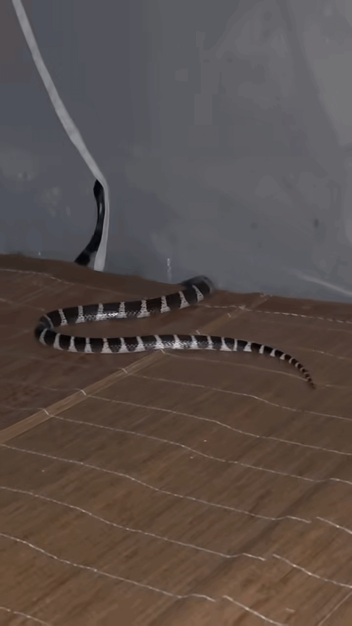 Chuẩn bị đi ngủ, người đàn ông thấy cảnh 'ớn lạnh' trên chiếc giường Ảnh 1