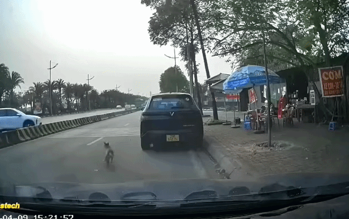 Vừa tránh chú chó, người đàn ông đi xe máy liền bị chiếc ô tô mất lái tông trúng. Ảnh cắt từ clip