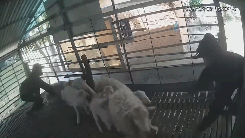 Camera ghi lại cảnh nhóm thanh niên vào chuồng bắt trộm cừu. Ảnh cắt từ clip