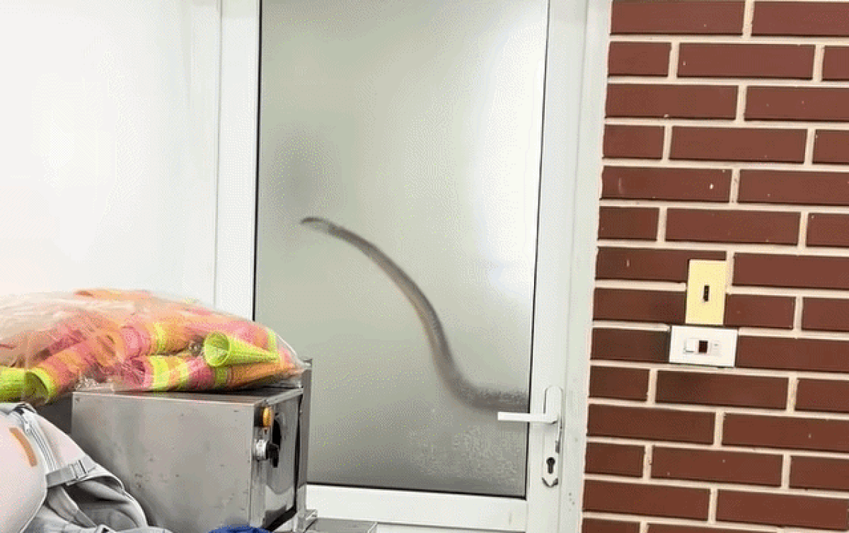 Trước khi bước vào phòng tắm, nam thanh niên bất ngờ phát hiện con rắn lớn đang trườn bò. Ảnh cắt từ clip