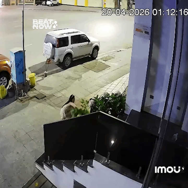 Qua camera, chủ nhà phát hiện cô gái bẻ cây hoa cẩm tú cầu. Ảnh cắt từ clip/Nguồn: Quang Hùng/Beat Now