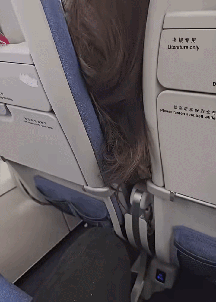 Cô gái ngồi phía trước liên tục vuốt tóc khiến gàu rơi xuống quần thanh niên ngồi ở ghế sau. Ảnh cắt từ clip