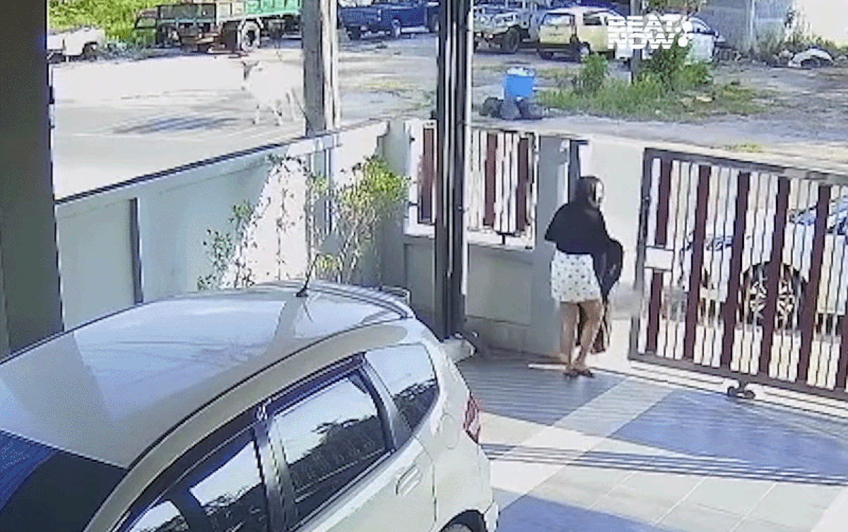 Thấy con bò bất ngờ chạy đi hướng khác khi nhìn thấy mình, cô gái cũng quay vào trong nhà phì cười.