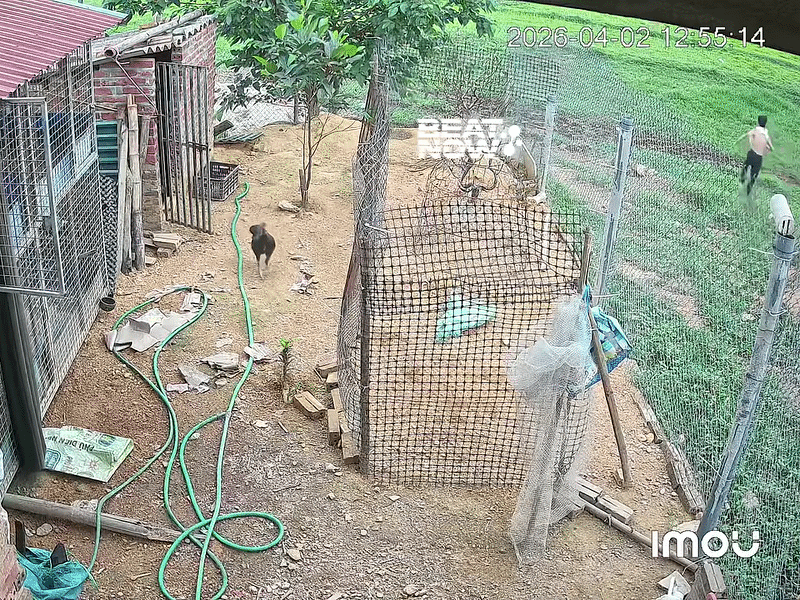 Lắp camera ở chuồng gà, chủ nhà kiểm tra liền thấy cảnh không ngờ tới Ảnh 2