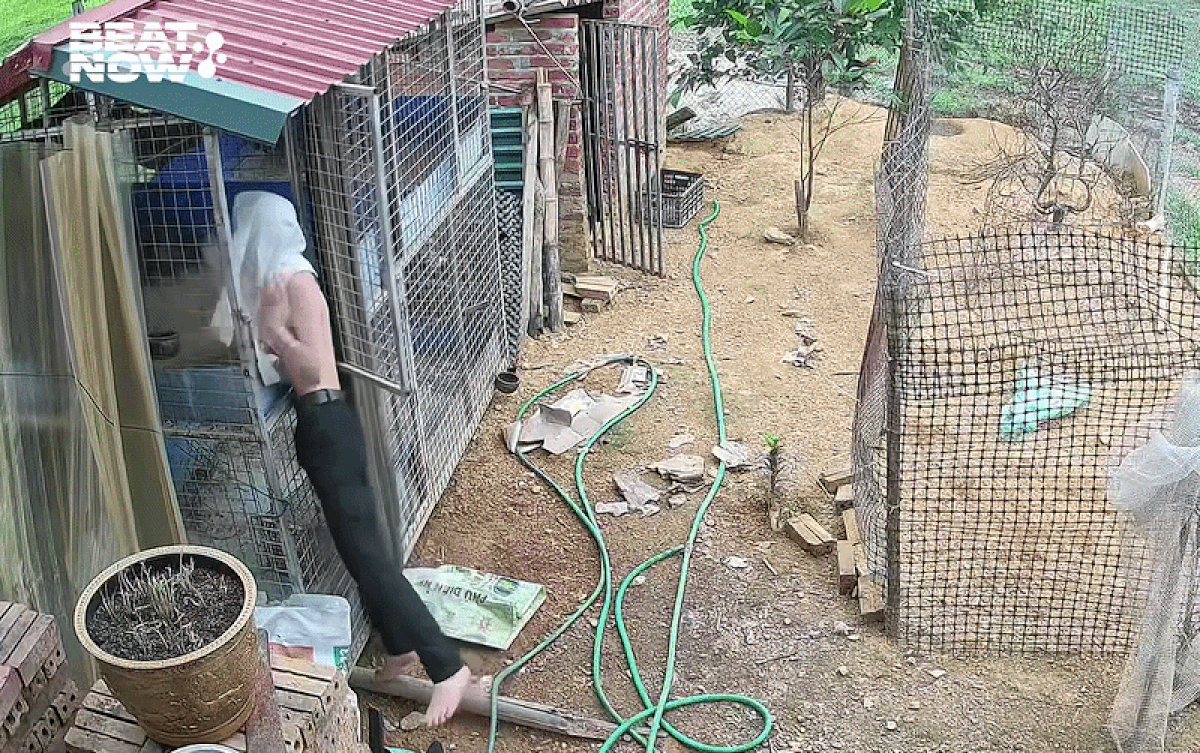 Lắp camera ở chuồng gà, chủ nhà kiểm tra liền thấy cảnh không ngờ tới Ảnh 1