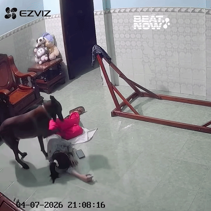 9h đêm xem lại camera thấy hành động của chú chó, cô gái liền đăng lên mạng xã hội Ảnh 1