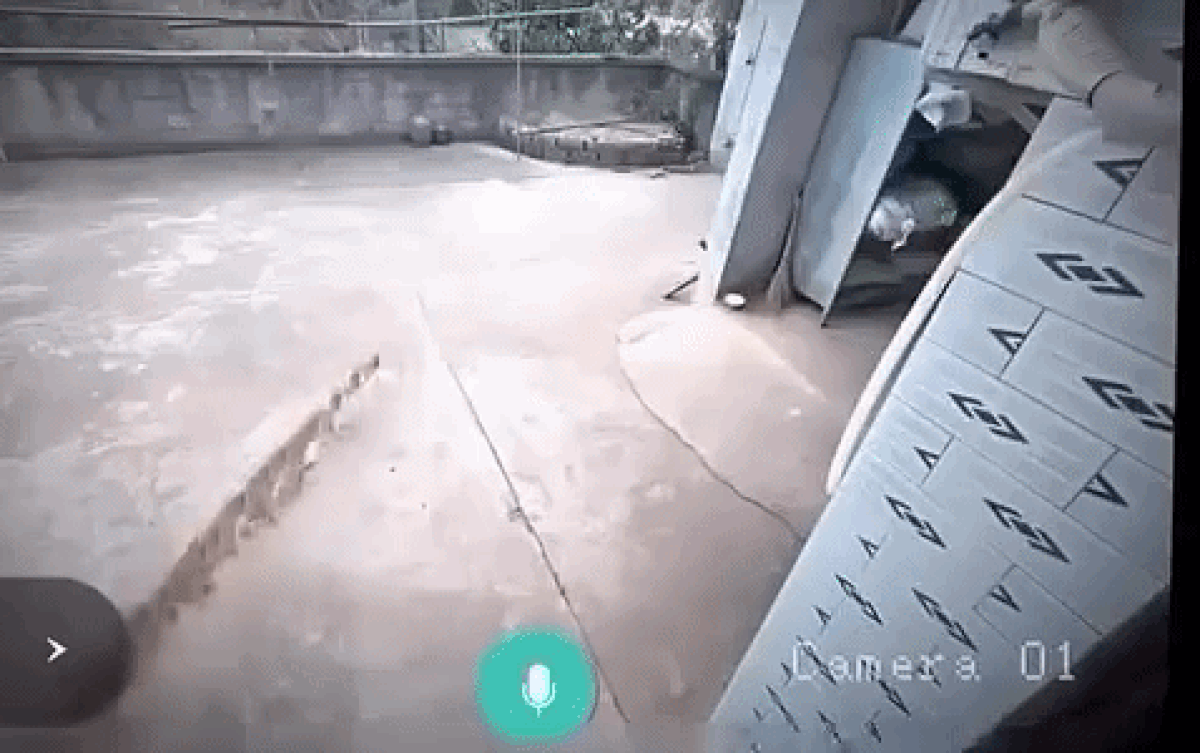 Chỉ có 1 con chó chạy qua sân nhưng camera ghi lại được cả đàn. Ảnh cắt từ clip