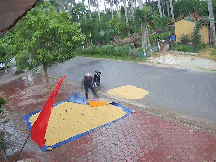 Người đàn ông chủ động phủ bạt, che cho lúa đỡ mưa giúp chủ nhà. Ảnh cắt từ clip