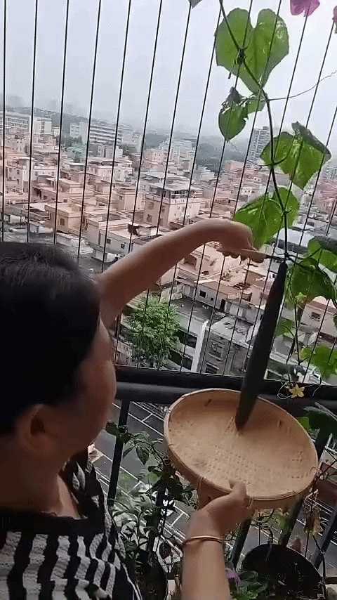 10 giây đi hái mướp của người phụ nữ gây 'náo loạn' mạng xã hội Ảnh 1