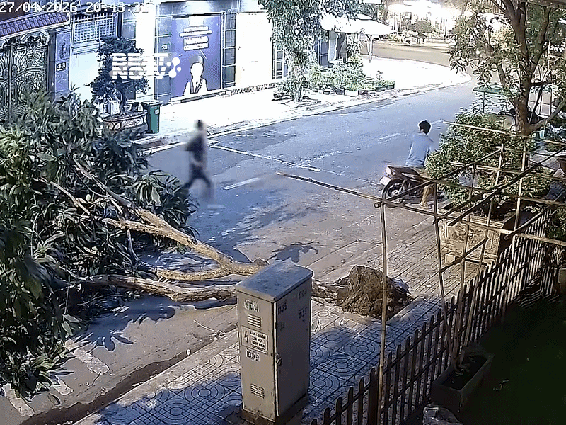 Cây xoài bị bật gốc, chủ nhà xem camera liền thấy cảnh không tin vào mắt mình Ảnh 1