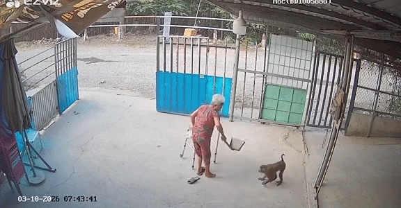 Con khỉ vào nhà, hơn 1 phút đối mặt của cụ bà khiến dân tình thót tim Ảnh 1