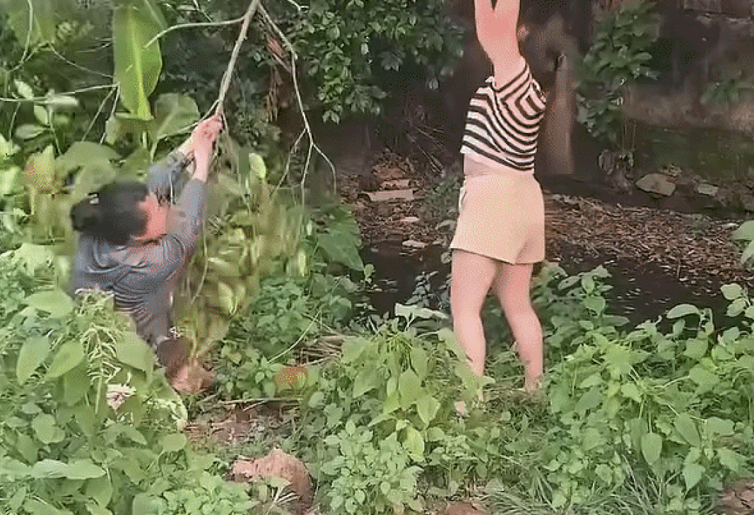 Clip: Đi hái mít, 2 cô gái quay được khoảnh khắc để đời Ảnh 1