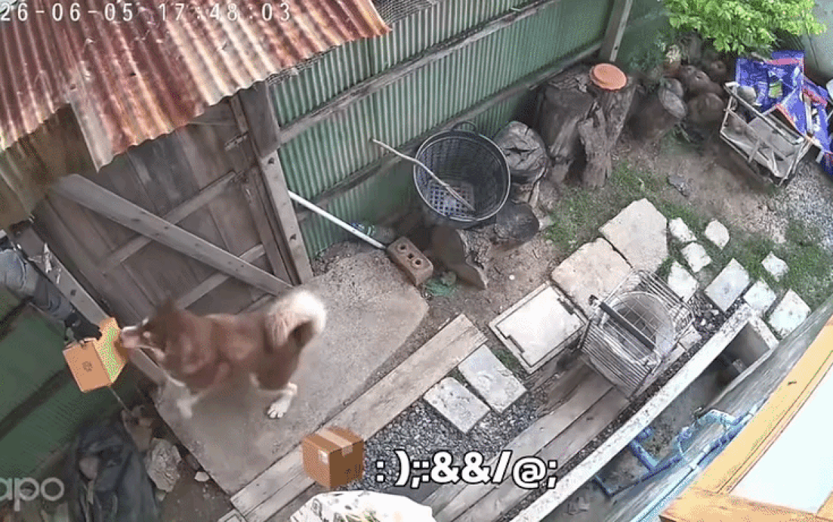 Nam shipper hết sức ngạc nhiên khi thấy chú chó ra nhận hàng thay cho chủ nhân. Ảnh cắt từ clip