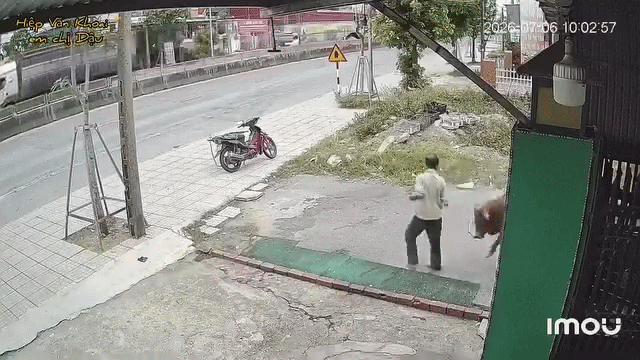 Người đàn ông vừa kéo con bò ra cửa, camera ghi lại diễn biến đáng sợ tiếp đó Ảnh 1