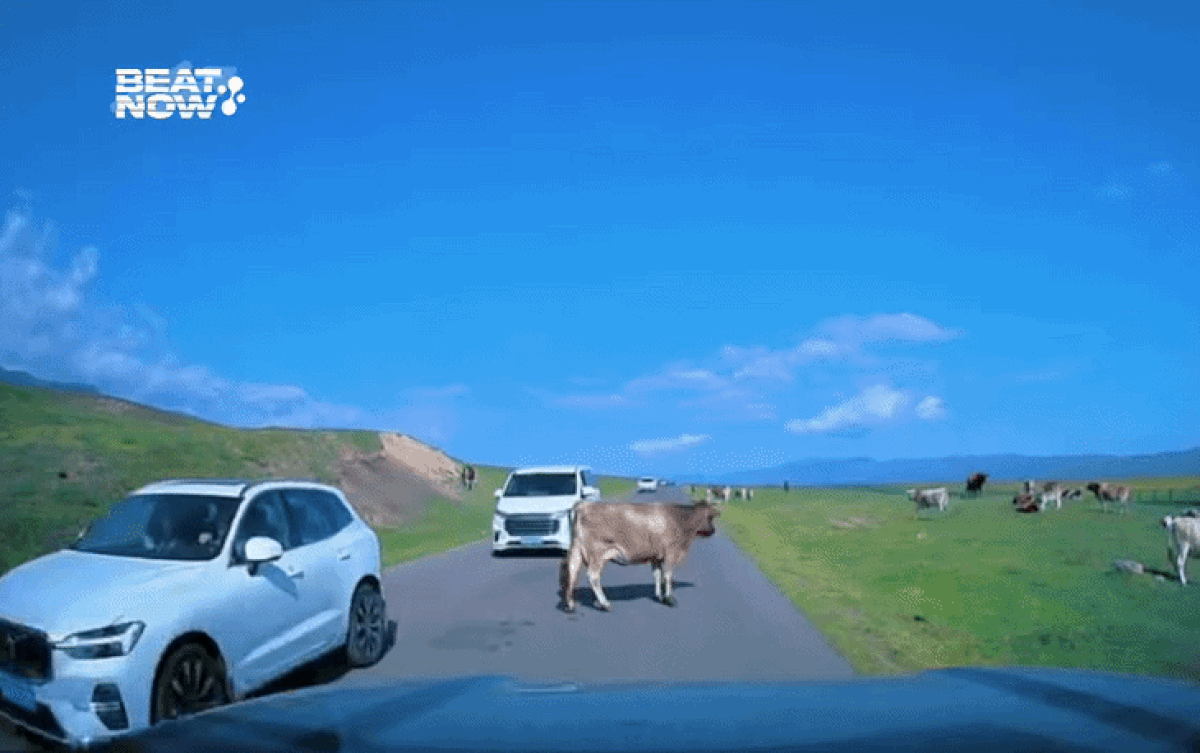 Clip: Bị con bò chắn đường, thanh niên đi ô tô có hành động bất ngờ Ảnh 1