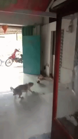 Clip: Chuột cống và chú chó nhà nuôi 'quyết chiến', cái kết khiến nhiều người tròn mắt ngạc nhiên Ảnh 1