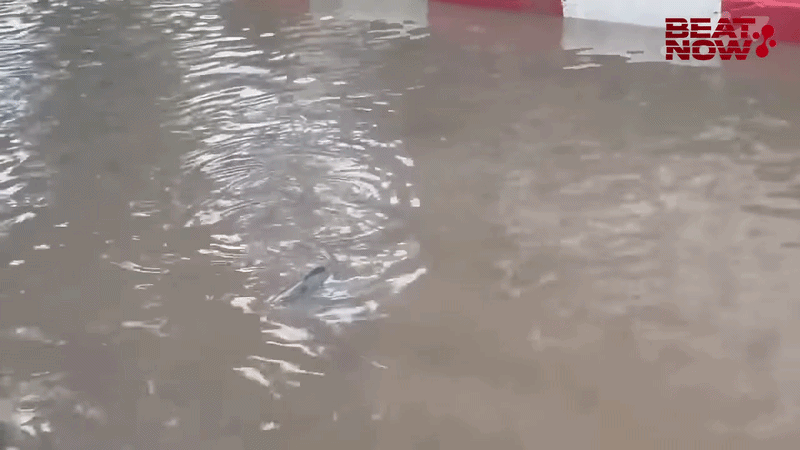 Tài xế bắt được con cá khi đi trên đường ngập nước, lúc giơ cao lên ai cũng bàng hoàng vì kích thước 'khủng' Ảnh 1