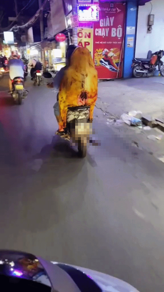 Vật thể lạ không có đầu sau xe người đàn ông... hóa ra là con bò đã được làm sạch sẵn, có lẽ, con bò này đang được vận chuyển đến nhà hàng để chế biến thành những món ngon. Ảnh cắt từ clip