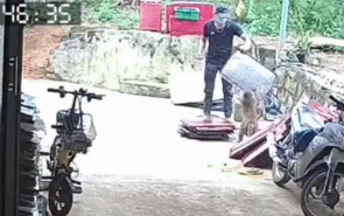 Con khỉ bất ngờ lao lên tấn công nam thanh niên.