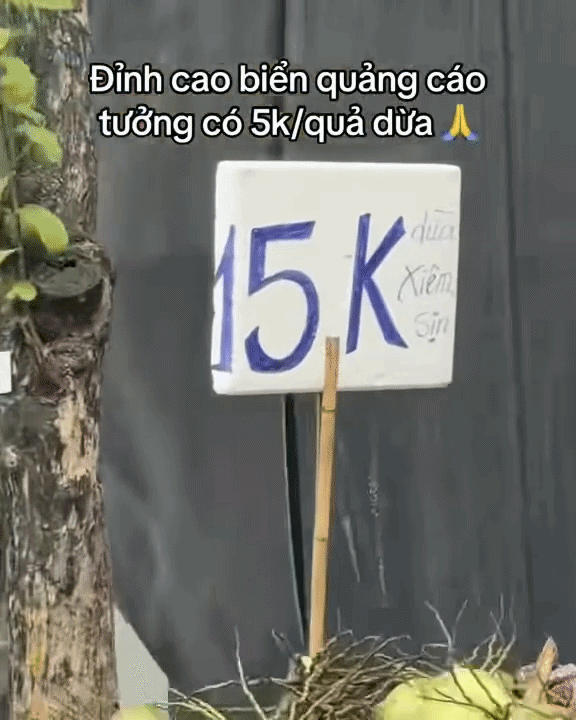 Tấm bảng quảng cáo dừa xiêm '5 nghìn đồng/quả' và sự thật đằng sau Ảnh 2
