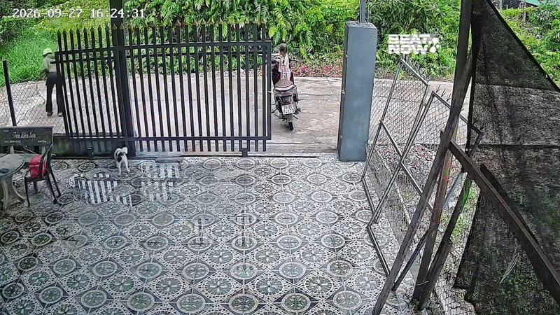 Clip: Con rắn trườn vào sân, camera ghi lại cách xử lý bất ngờ của người phụ nữ Ảnh 2