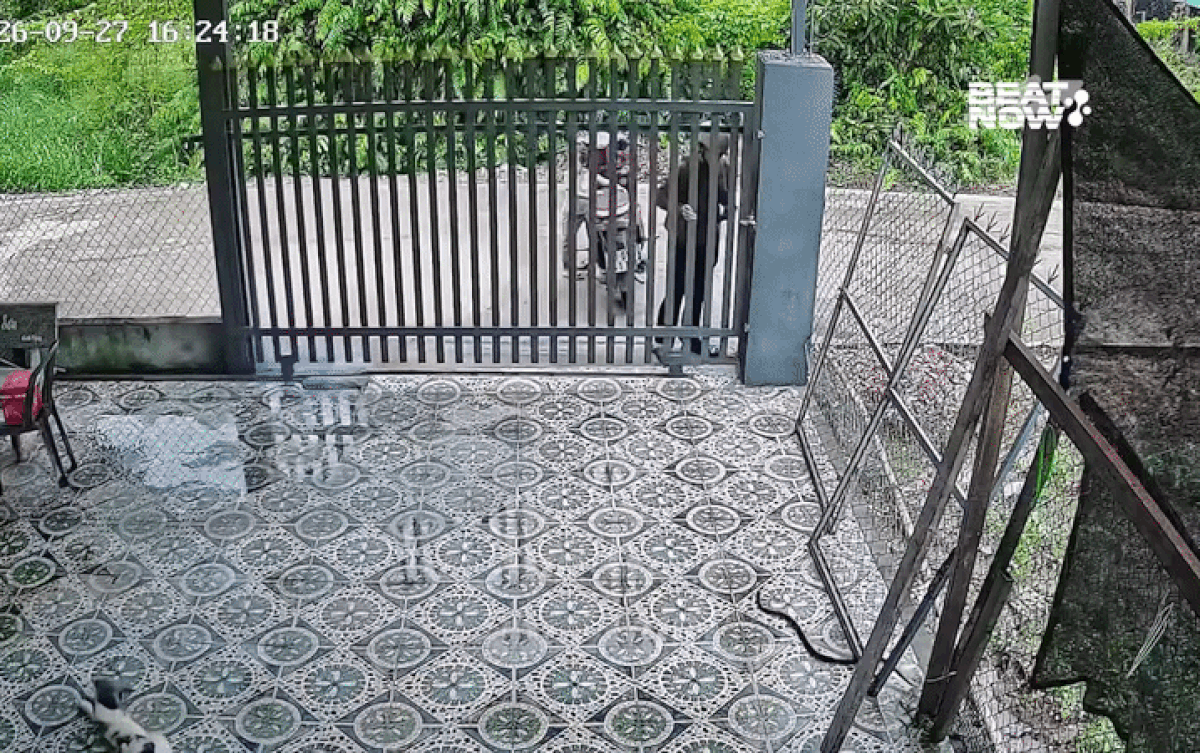 Clip: Con rắn trườn vào sân, camera ghi lại cách xử lý bất ngờ của người phụ nữ Ảnh 1