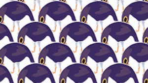 Tất tần tật về chú chim tím 'tăng động' đang gây bão mạng xã hội những ngày qua