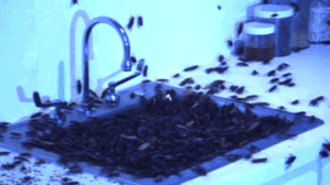 Đầu lìa khỏi cổ nhưng vẫn sống 'nhăn răng' hàng tuần liền, chúng là 'quái vật' phương nào?