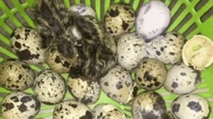 Hà Nội nắng nóng đến mức trứng cút lộn cũng phải 'nở' chim non