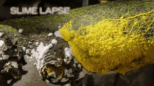 Trọng lượng gấp 200 lần cá voi xanh, đây mới là loài sinh vật khổng lồ nhất Trái Đất