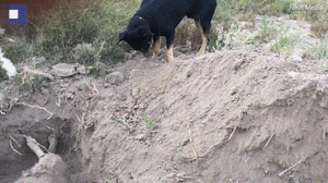 Xúc động cảnh chú chó dùng mũi đào đất chôn xác bạn