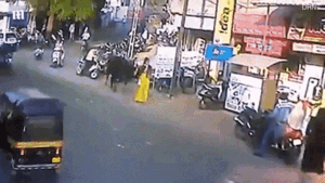 Đang đi bộ trên phố, người phụ nữ bất ngờ bị bò húc lên cao 3m