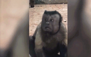 Kì lạ khỉ có khuôn mặt giống người ở Trung Quốc