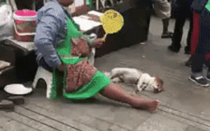 Clip này chỉ dài vài giây nhưng cũng đủ chứng minh truyền thuyết 'sướng như chó' là có thật