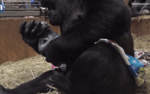 Khỉ đột mẹ ôm hôn con mới chào đời khiến triệu trái tim tan chảy