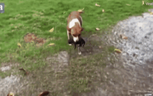 Xúc động hình ảnh chó mẹ sốt sắng đưa đàn con đi tránh bão