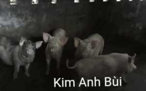 Clip cô gái khiến cả đàn lợn phải ngoan ngoãn, trật tự chỉ sau một câu ra lệnh!