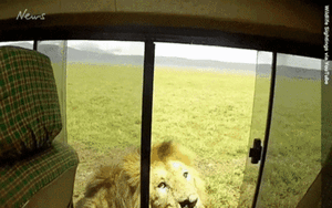 Tự tin vuốt ve sư tử, chàng trai nhận kết 'đắng'