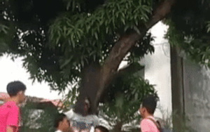 Đỉnh cao hái xoài là đây, chờ gì nữa mà không mau lập team?