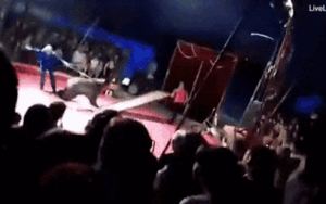 Gấu bất ngờ 'nổi cáu', tấn công người huấn luyện khi đang biểu diễn